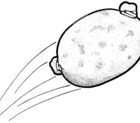 Sample Illustration Sample Illustration